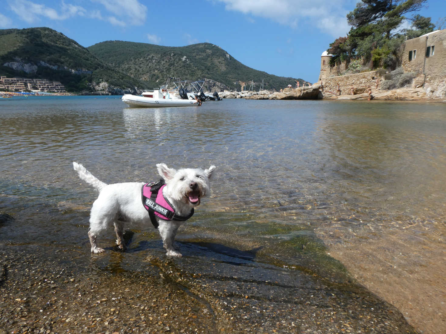 poppy the westie cools down in Campese Giglio