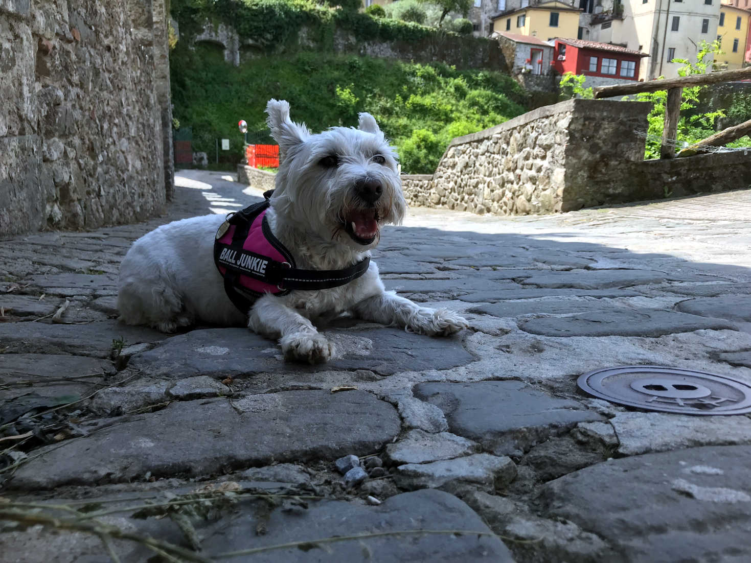 poppy the westie cools down on an aquaduct in barga
