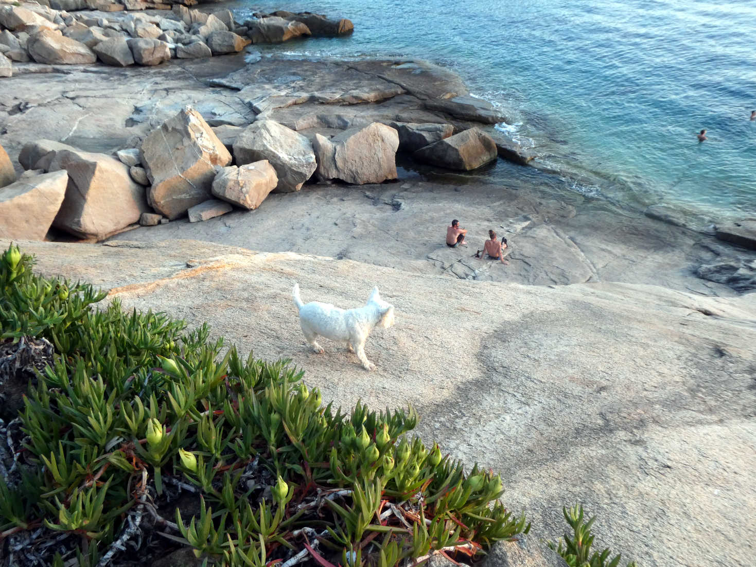 poppy the westie explores the rocks at camp