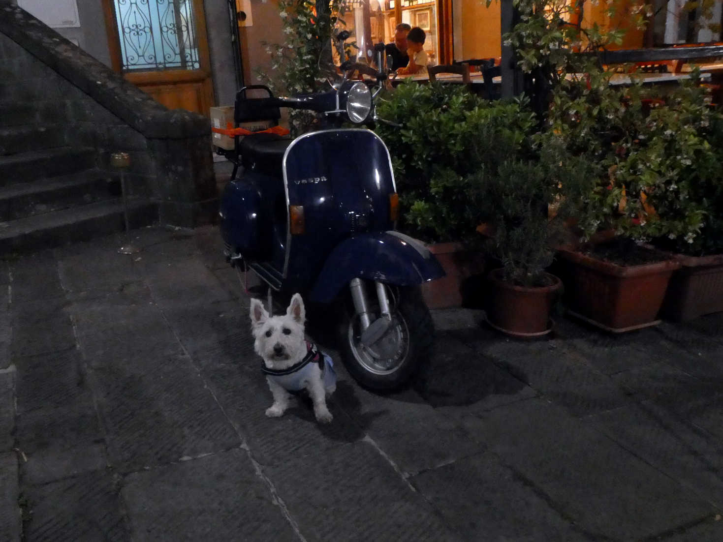 poppy the westie finds dads scooter in barga