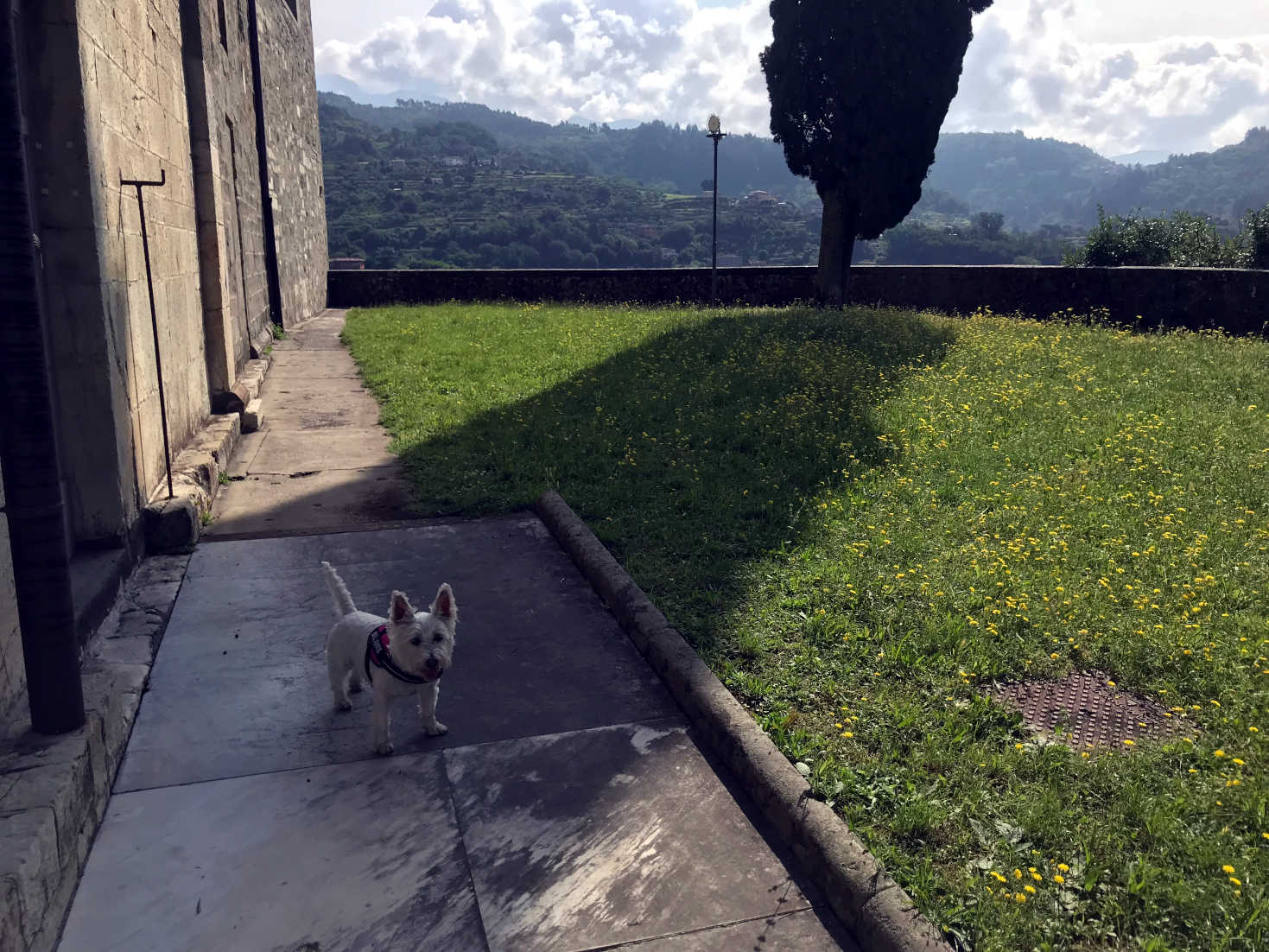 poppy the westie finds shade at the duomo barga