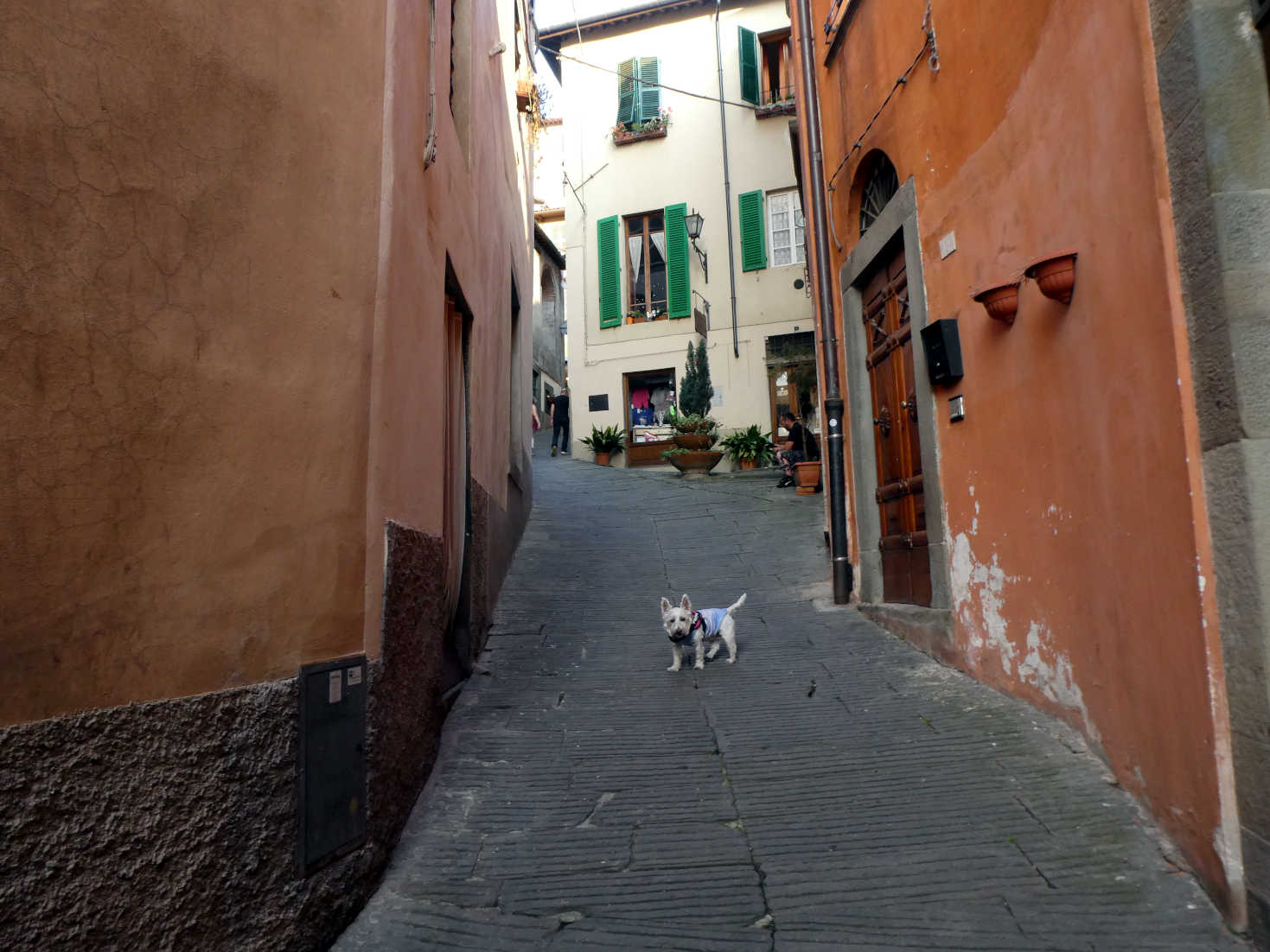 poppy the westie going to diner in Barga