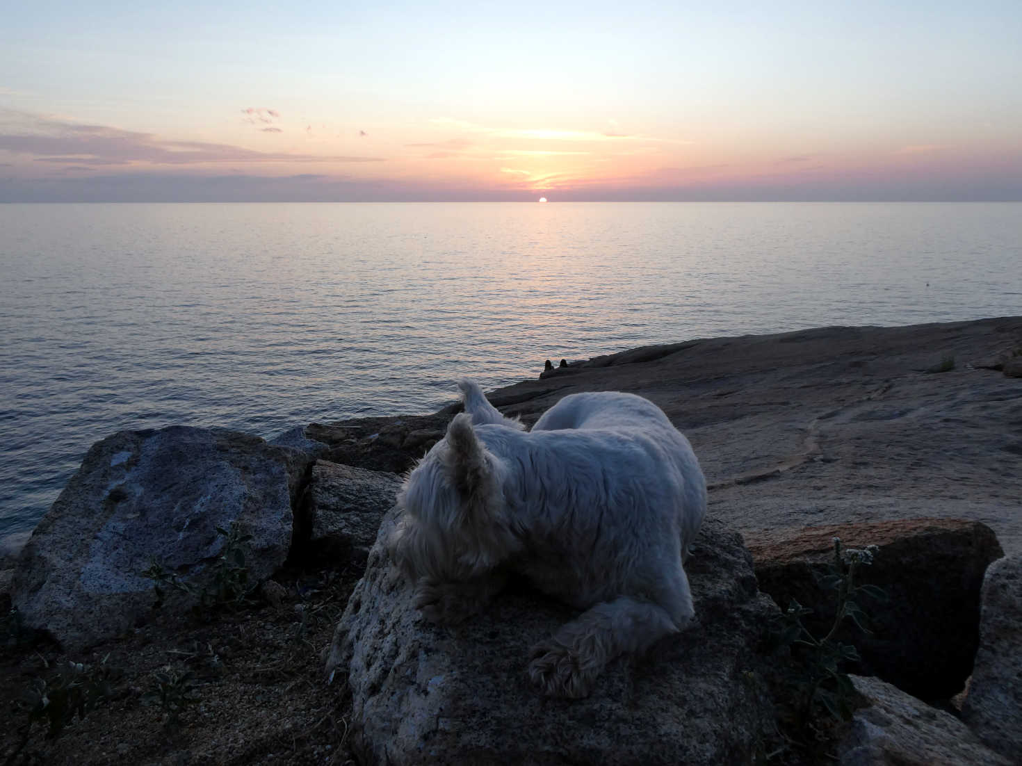 poppy the westie has a nap at sunset
