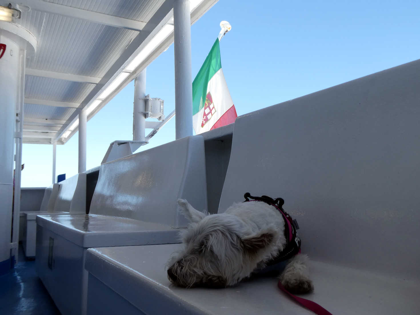 poppy the westie has a nap on ferry to Giglio