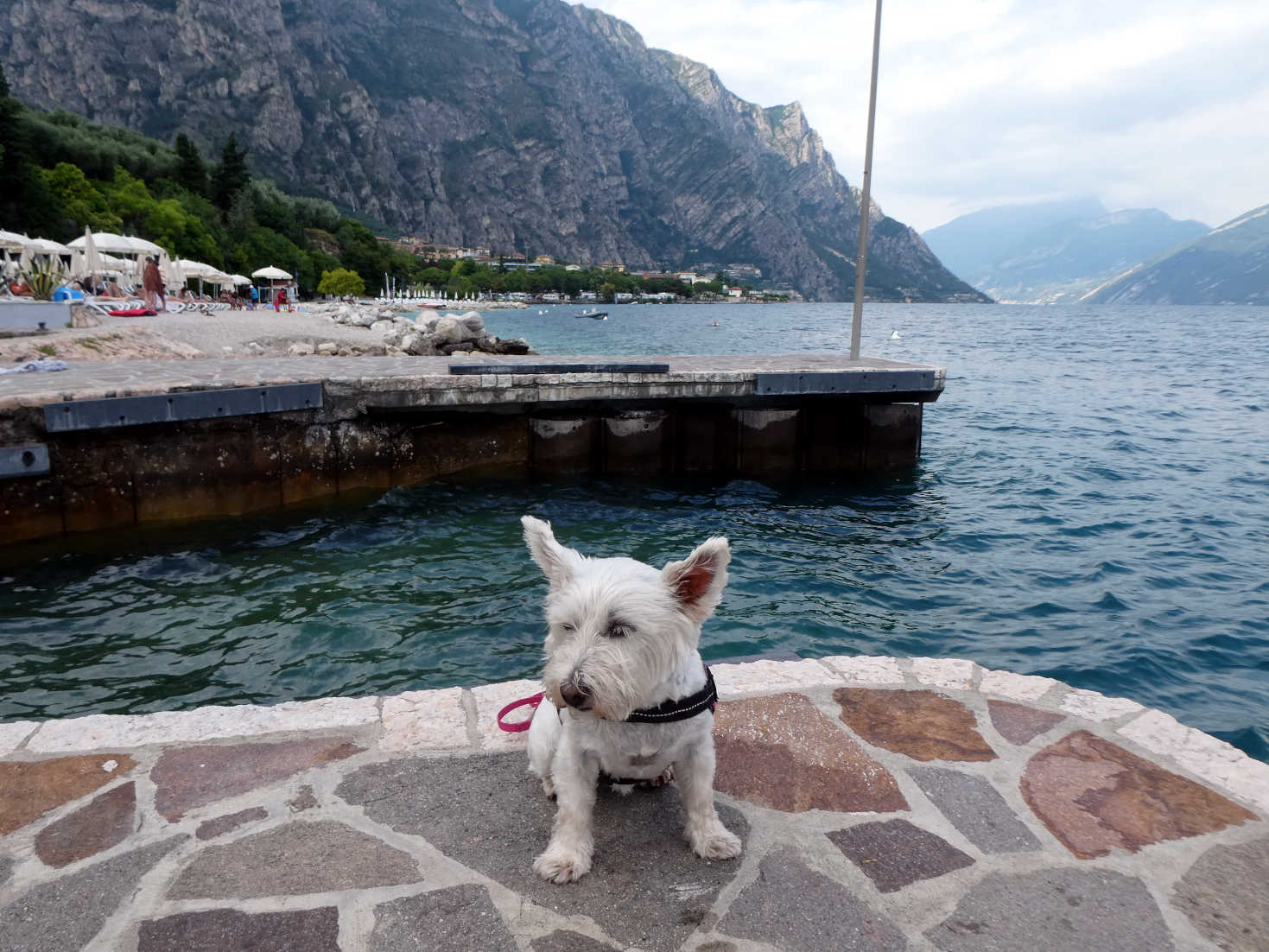 poppy the westie just outside the campsite Lake Garda