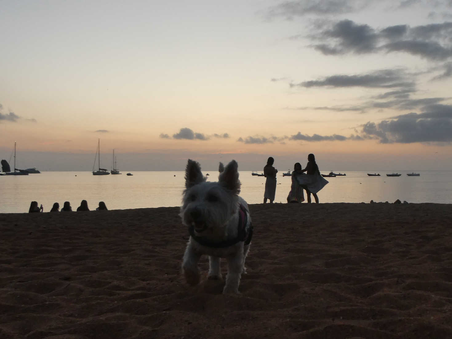 poppy the westie on campese beach at sunset