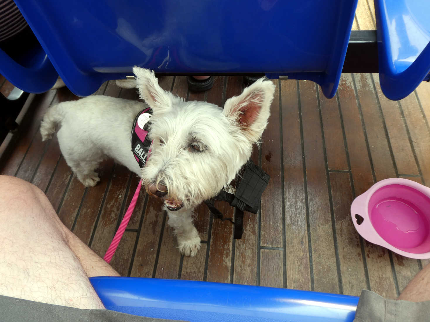 poppy the westie on ferry to Torbole Garda