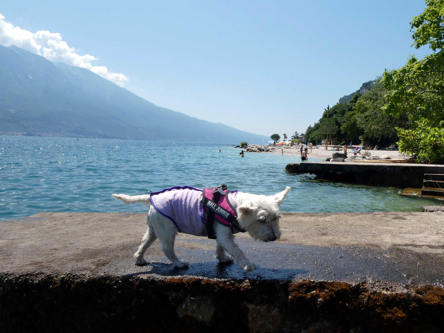 poppy the westie on jetty at camp Limone