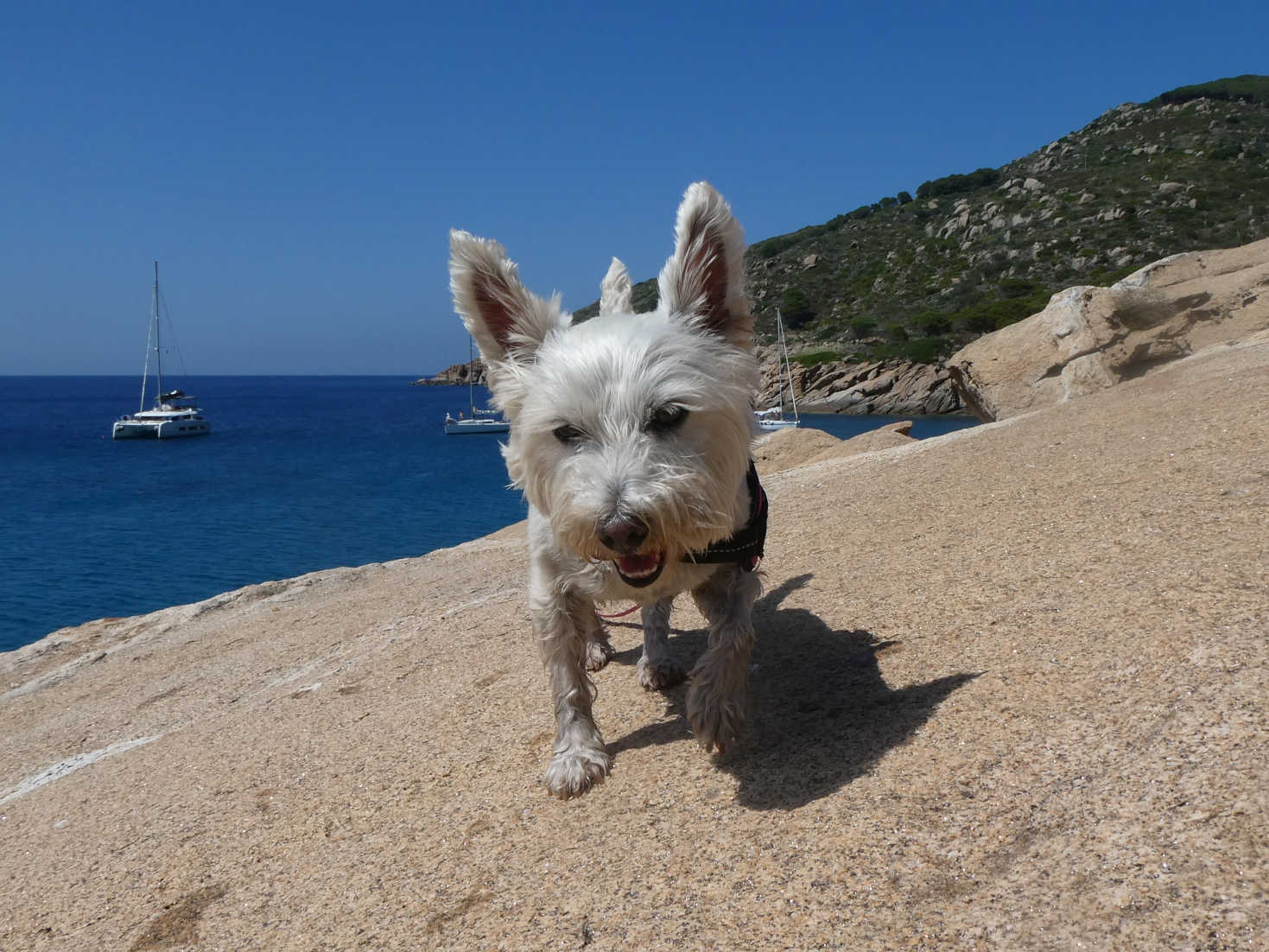poppy the westie on rocks at the camp