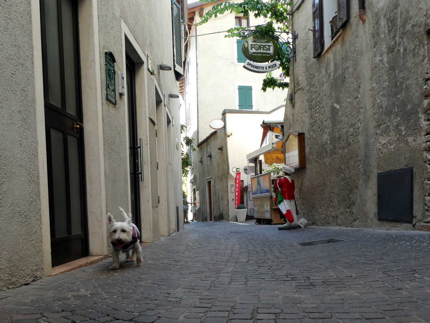 poppy the westie on the streets of Limone