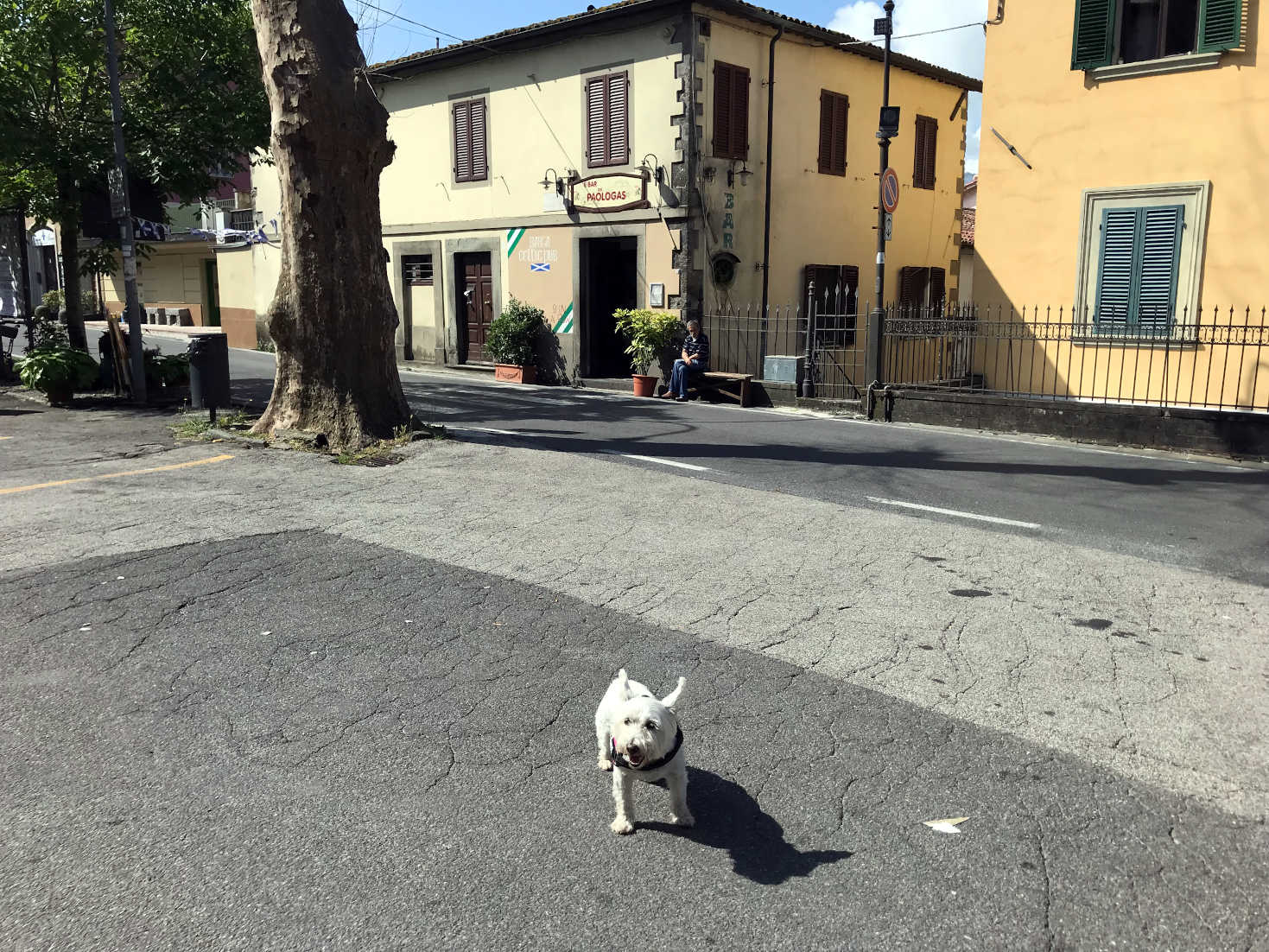 poppy the westie outside celtic supporters club of barga