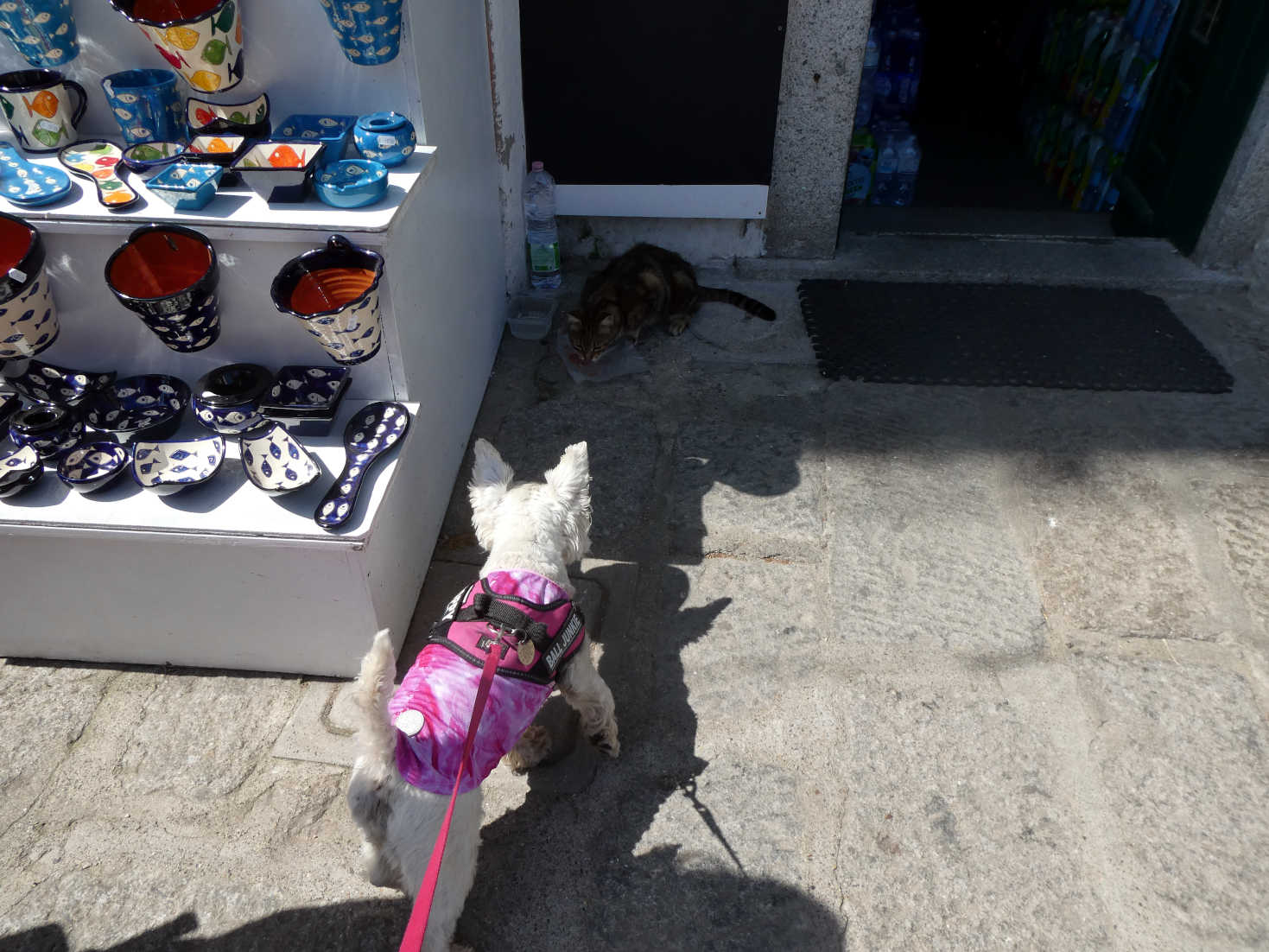 poppy the westie squares up to a local in Porta Giglio