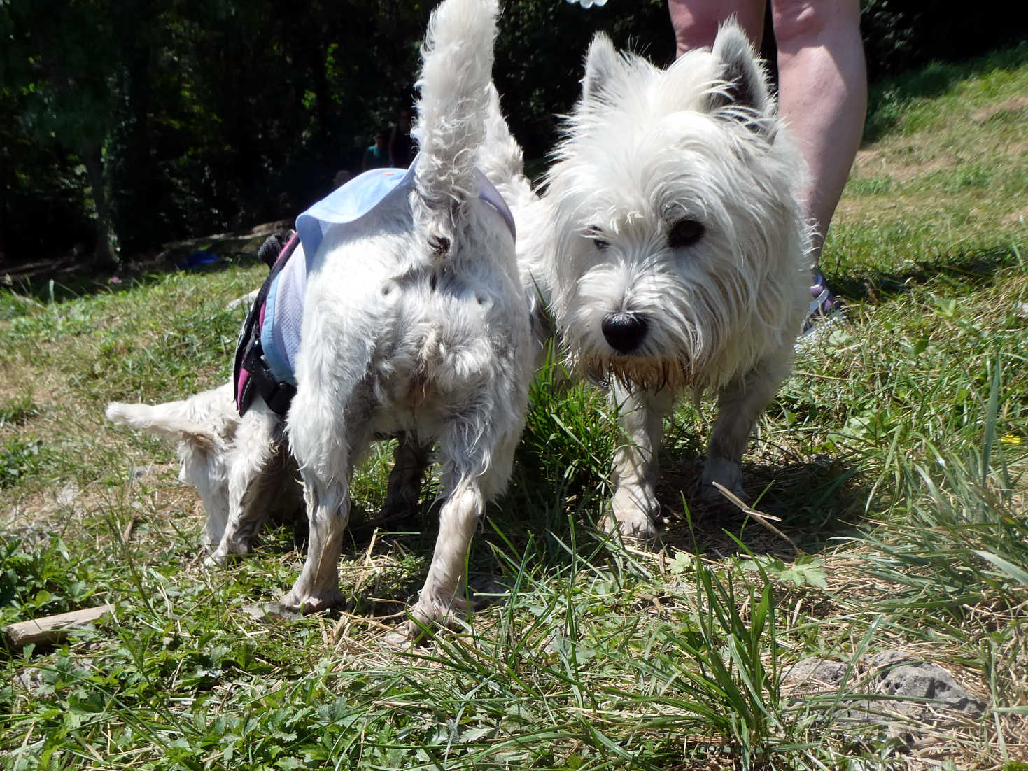 Poppy the westie and cousin from Ledro