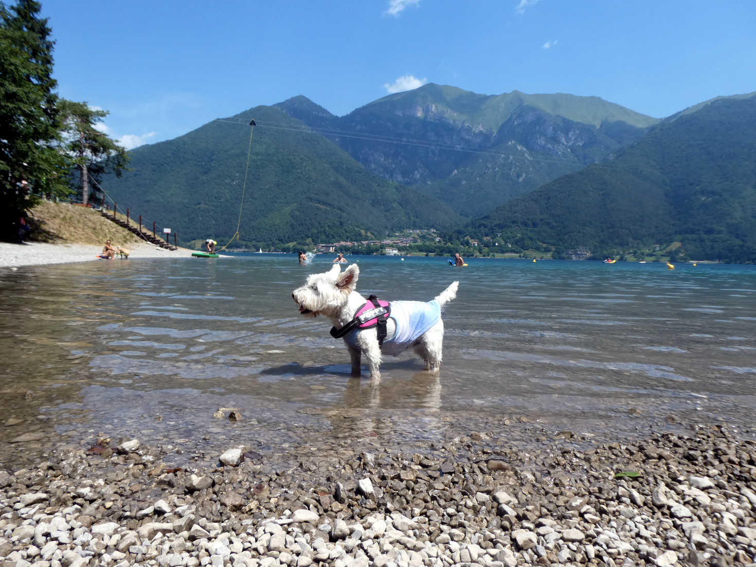 Poppy the westie cools down at Pur di Ledro