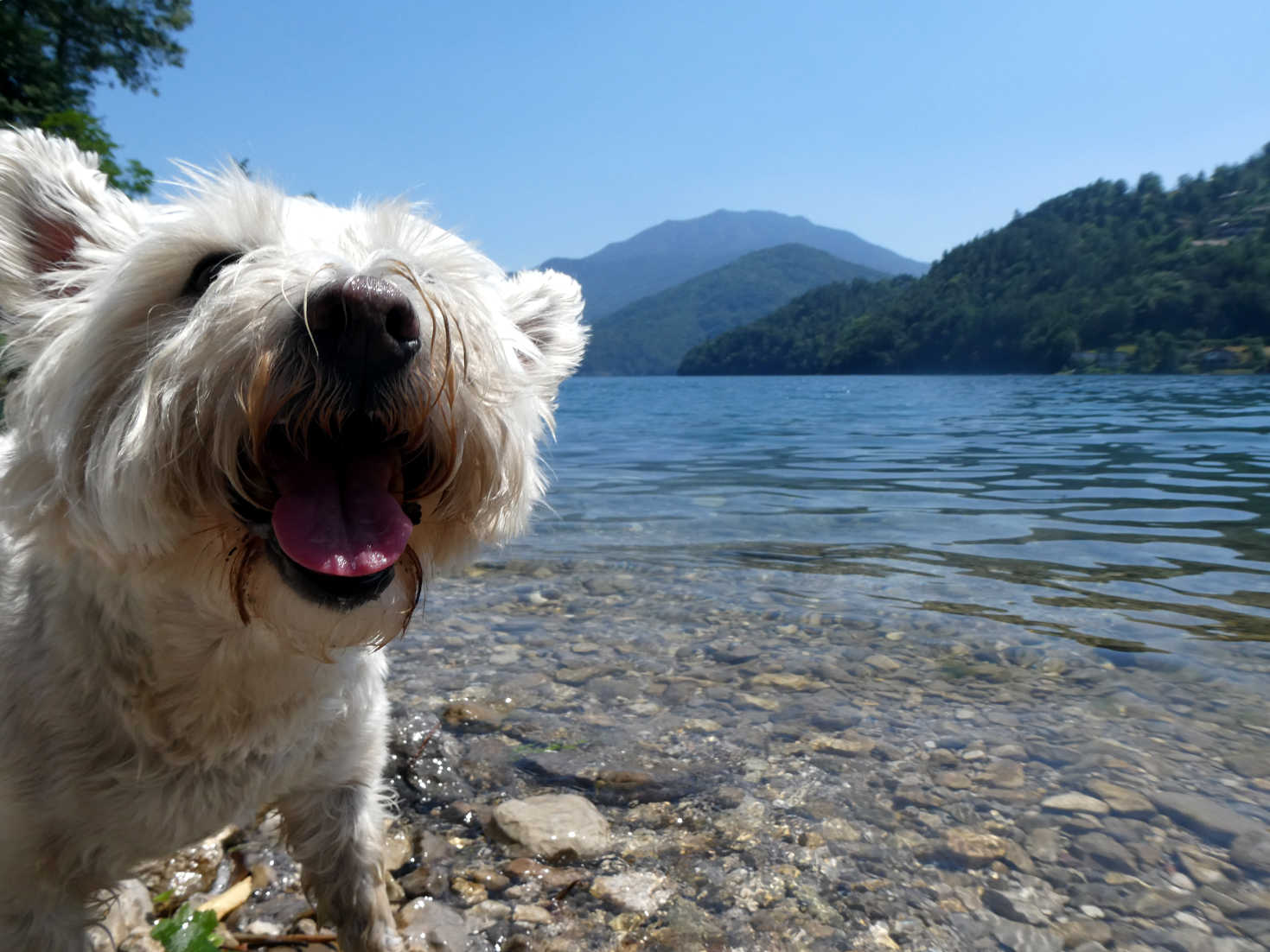 Poppysocks cools down in Lago di Ledro
