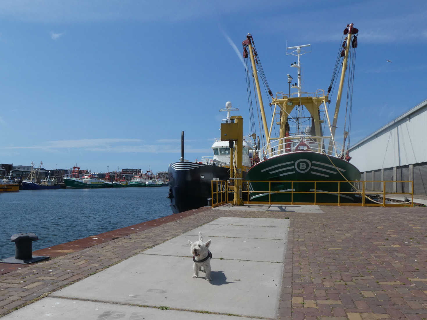 poppy the westie and fishing boats at IJmuiden