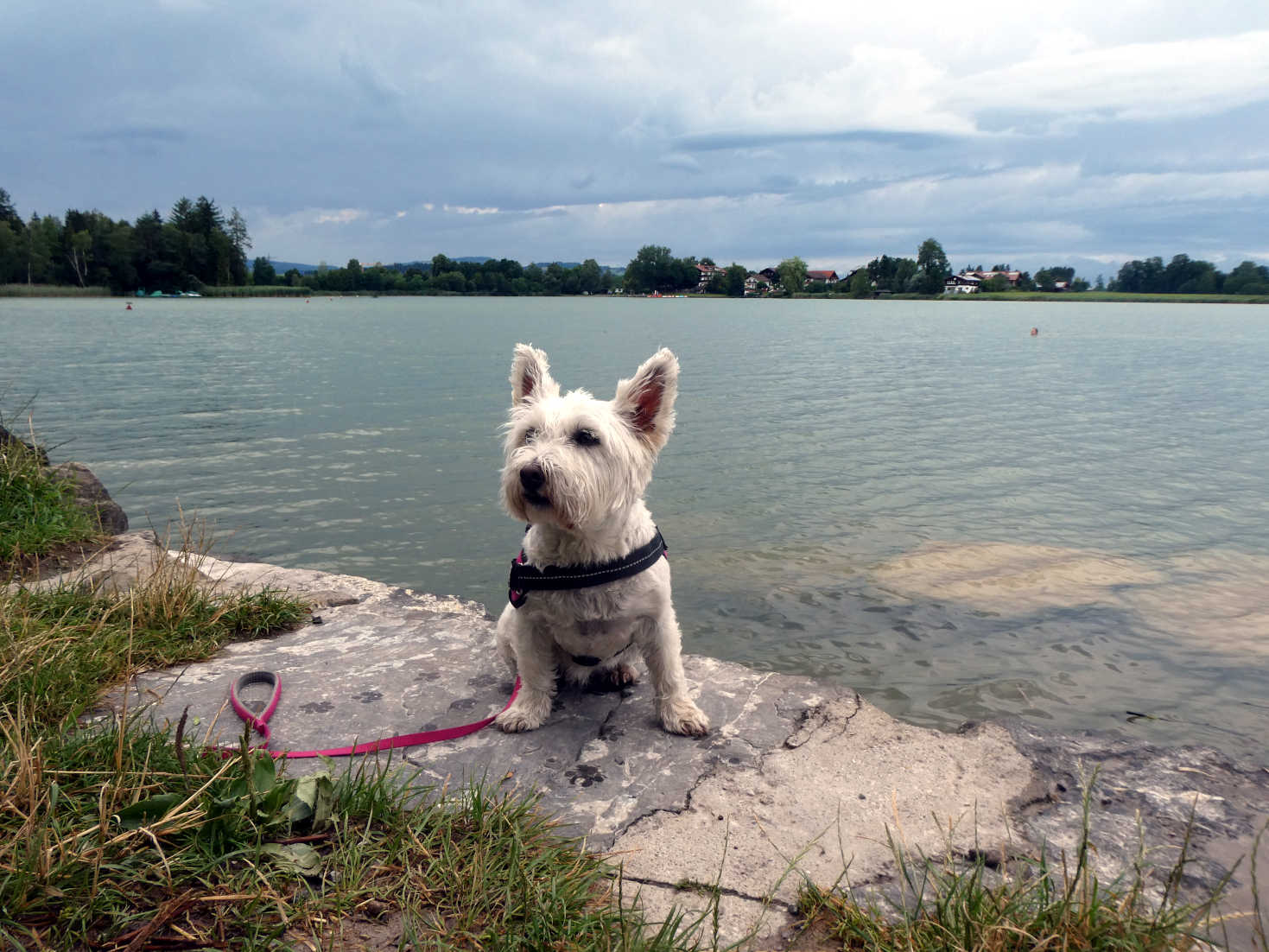 poppy the westie at Oschlesee