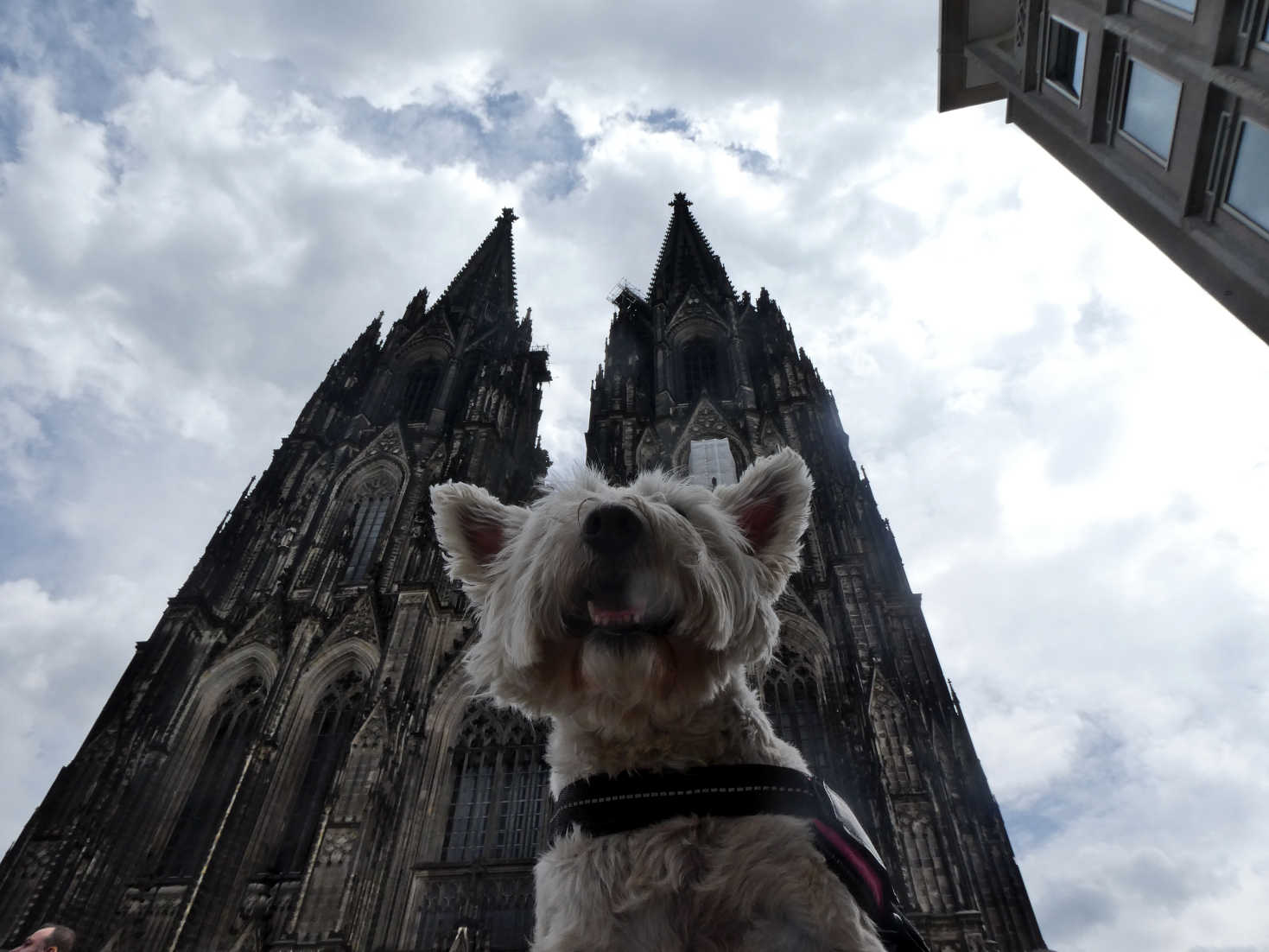 poppy the westie at cologne cathederal