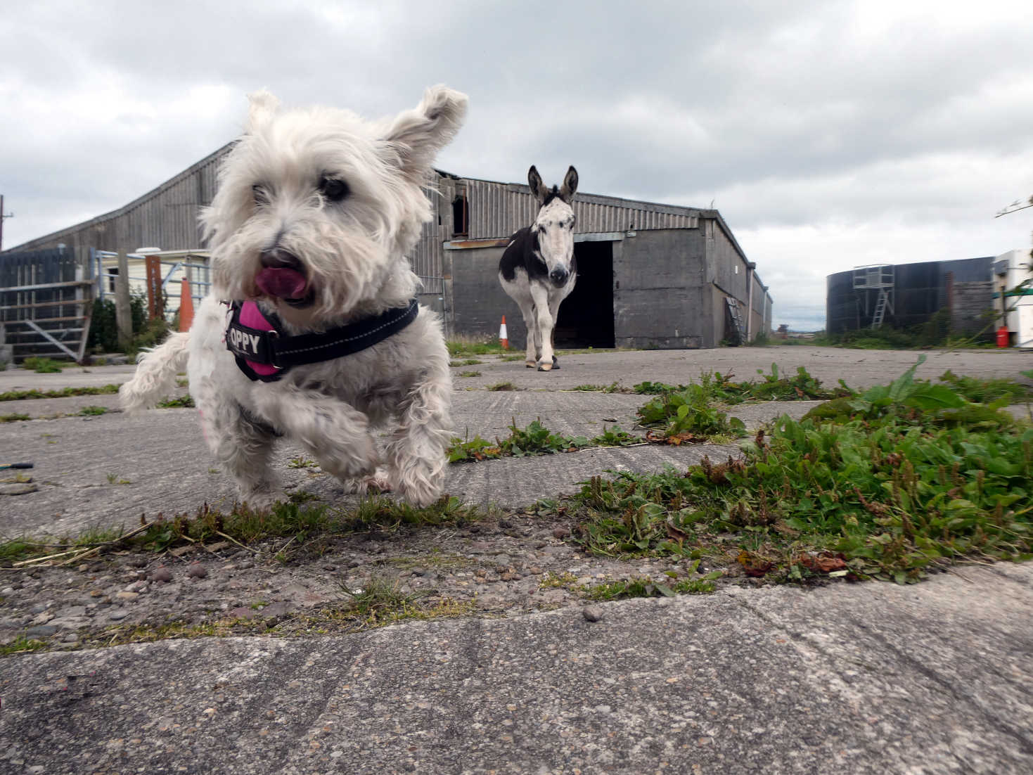 poppy the westie escapes from donkees
