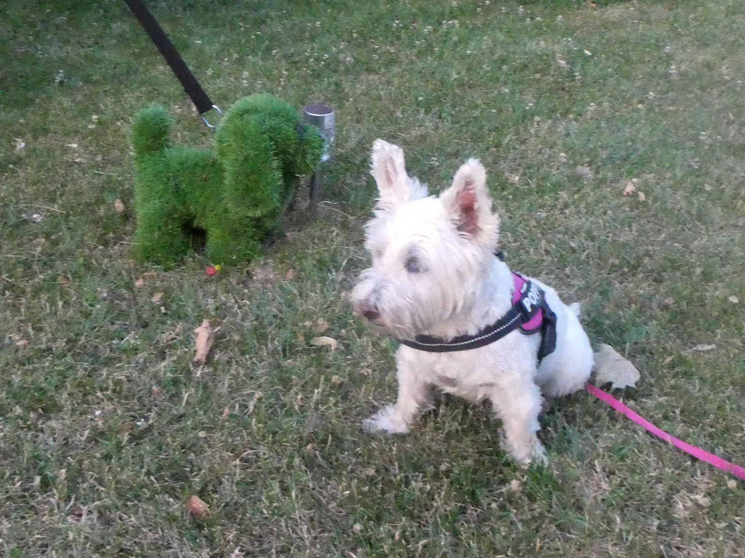 poppy the westie finds a fake at camp koln