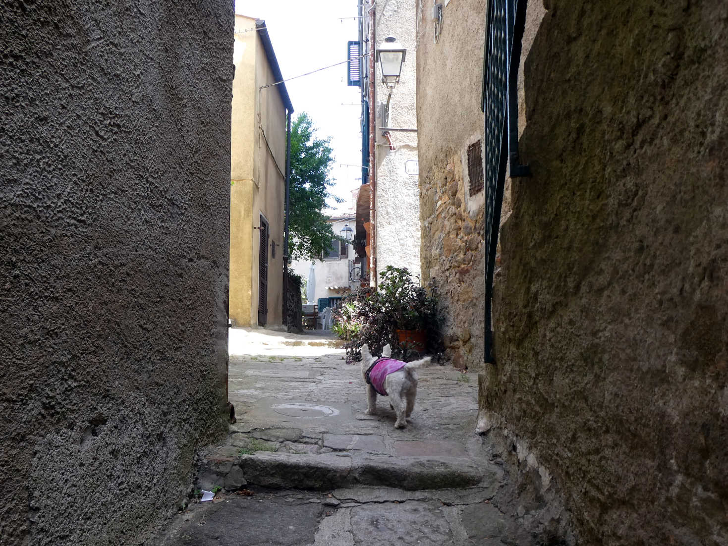 poppy the westie finds more new smells in castello
