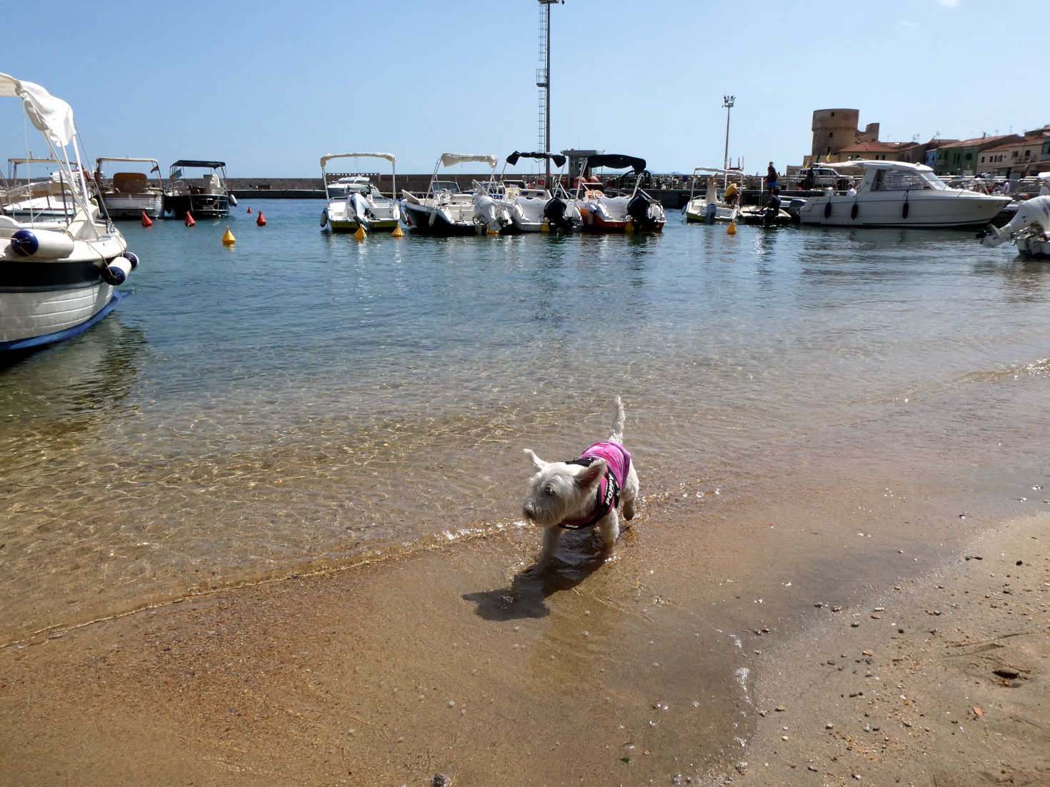 poppy the westie goes for a paddle in Porto Giglio
