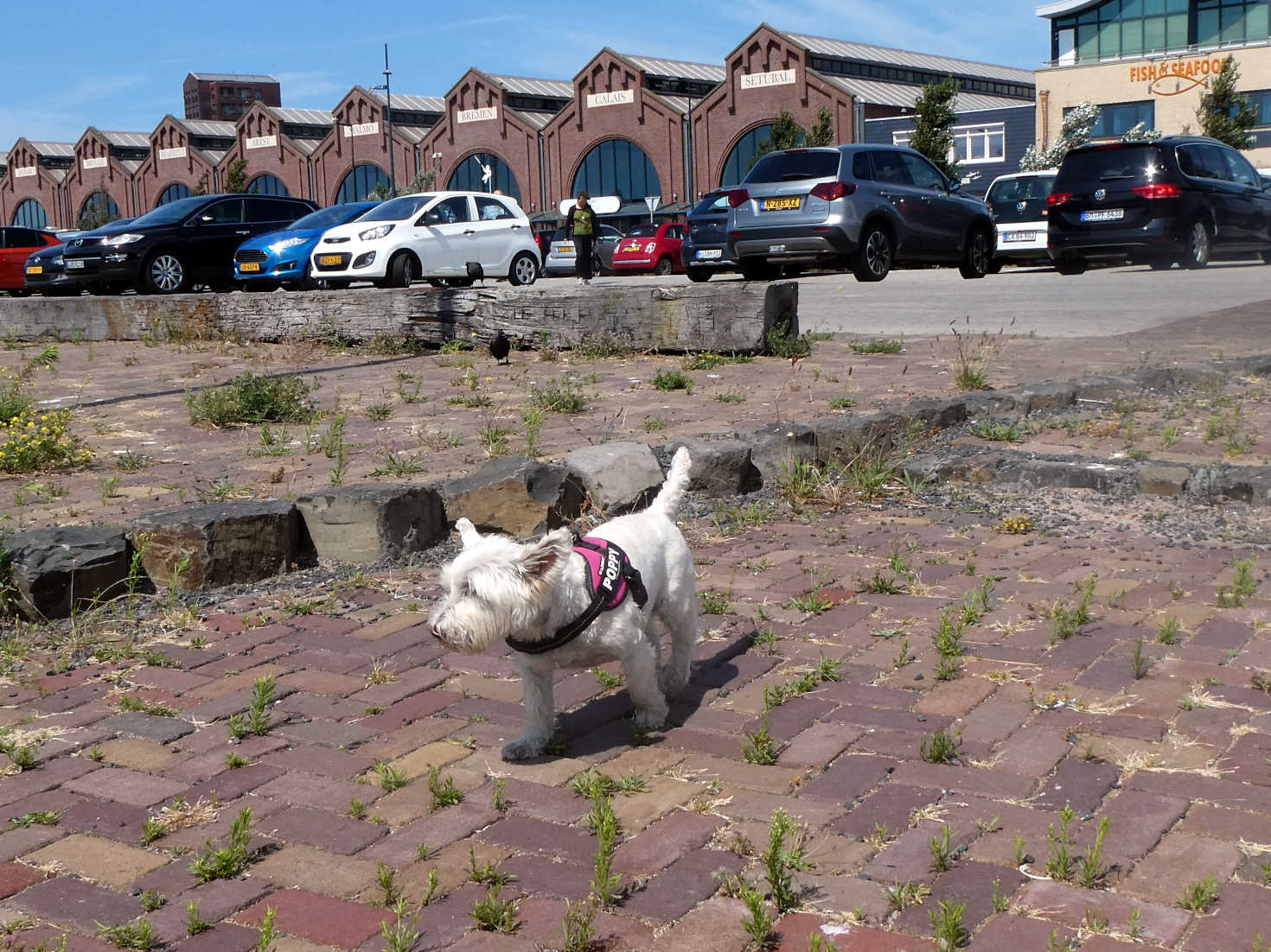 poppy the westie goes for an after lunch walk IJmuiden