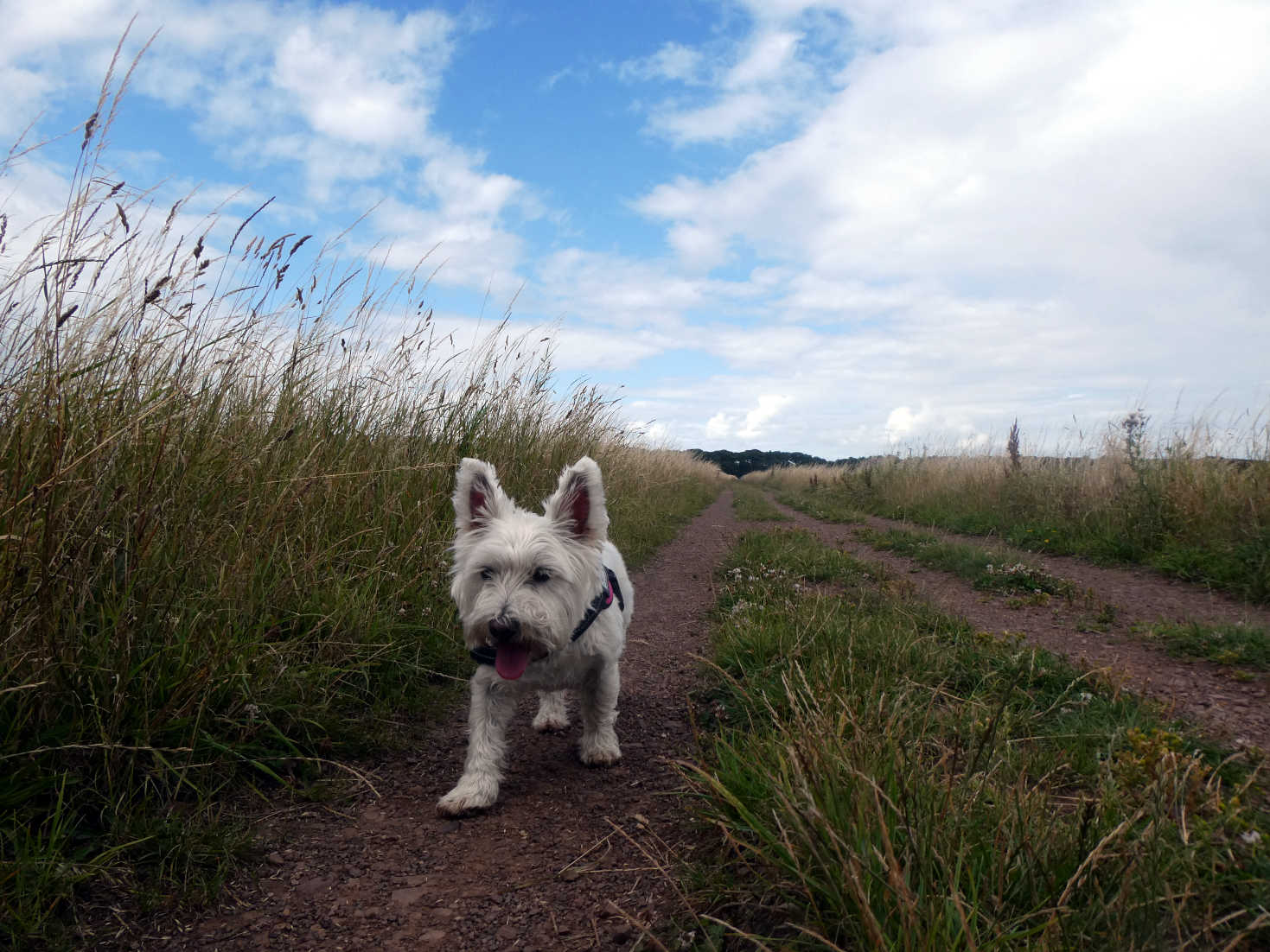 poppy the westie going back to camp