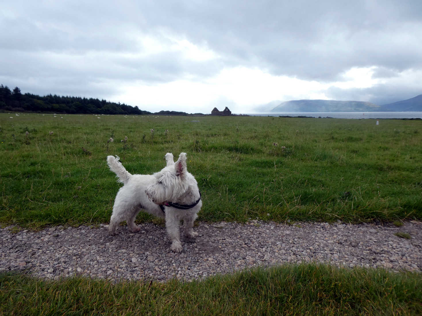 poppy the westie going to skipness church
