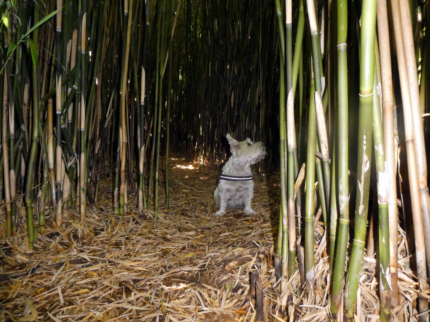 poppy the westie in a bamboo maze gigha