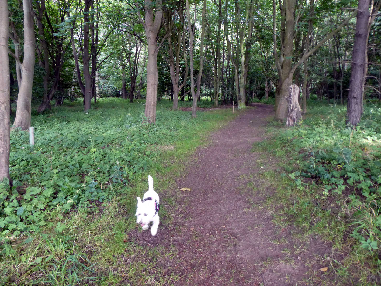 poppy the westie in forest at yellowcraig