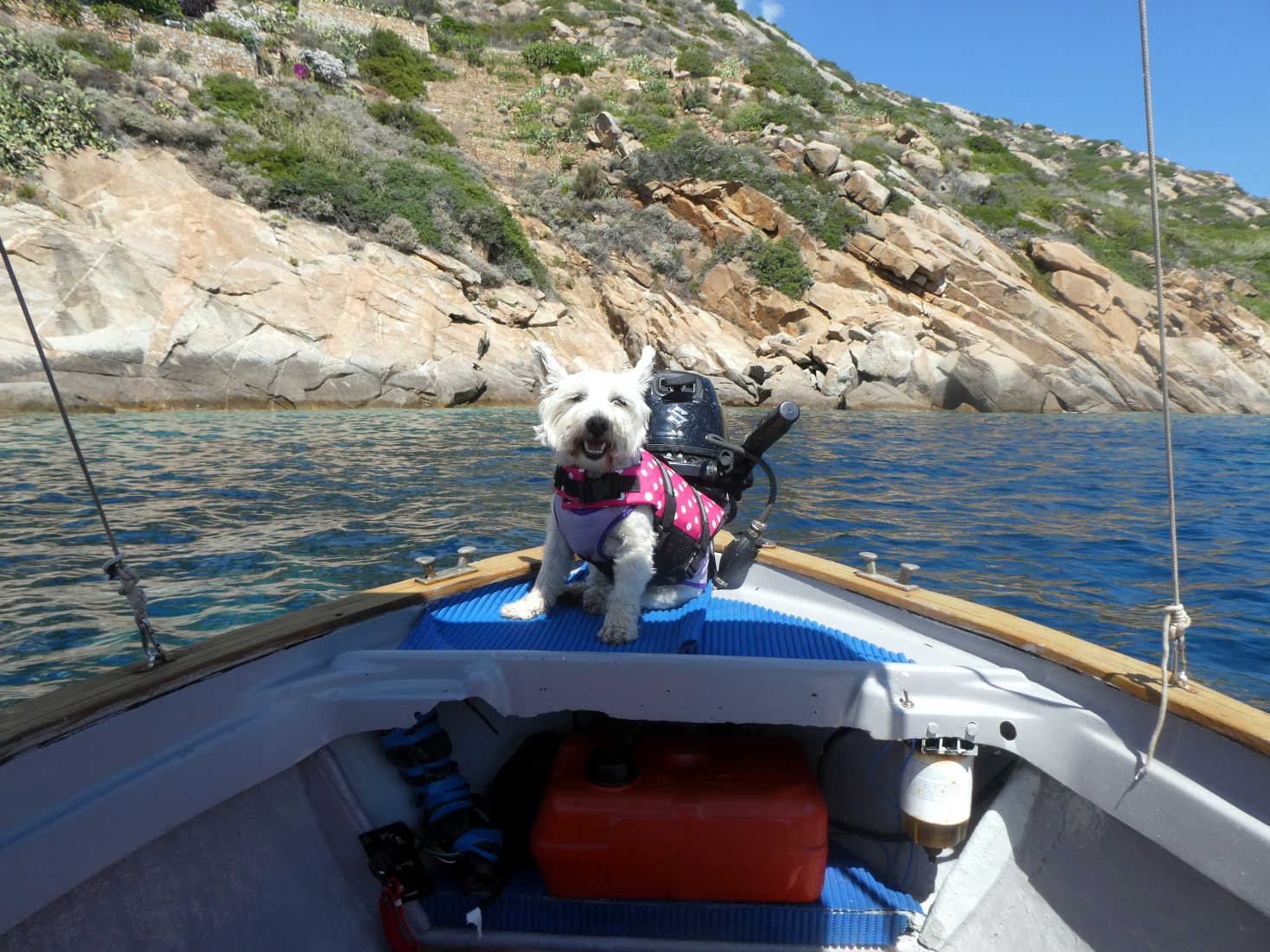 poppy the westie is the captain of the boat