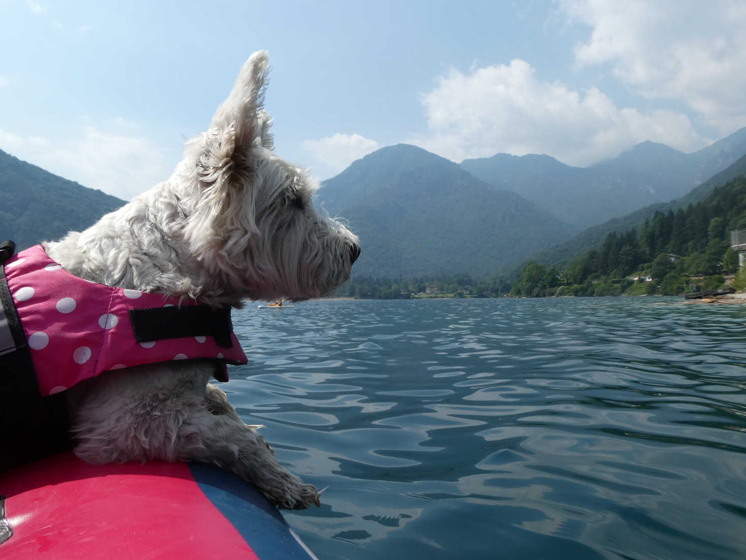 poppy the westie looking at dogs on shore at Pur di Ledro