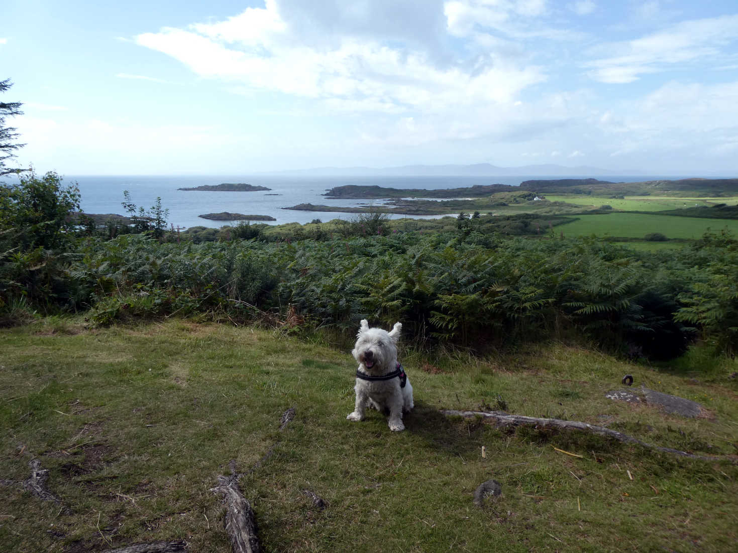 poppy the westie on gigha with islay in distance
