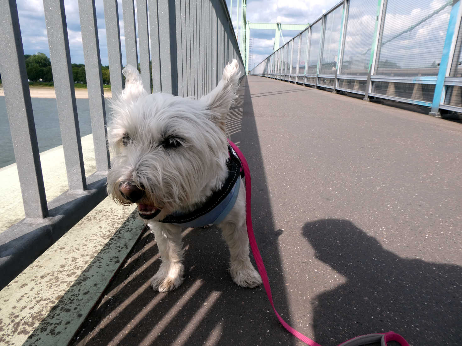 poppy the westie on the Cologne Rodenkirchen Bridge cologn