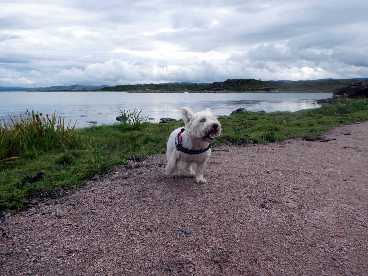 poppy the westie on the north west of gigha