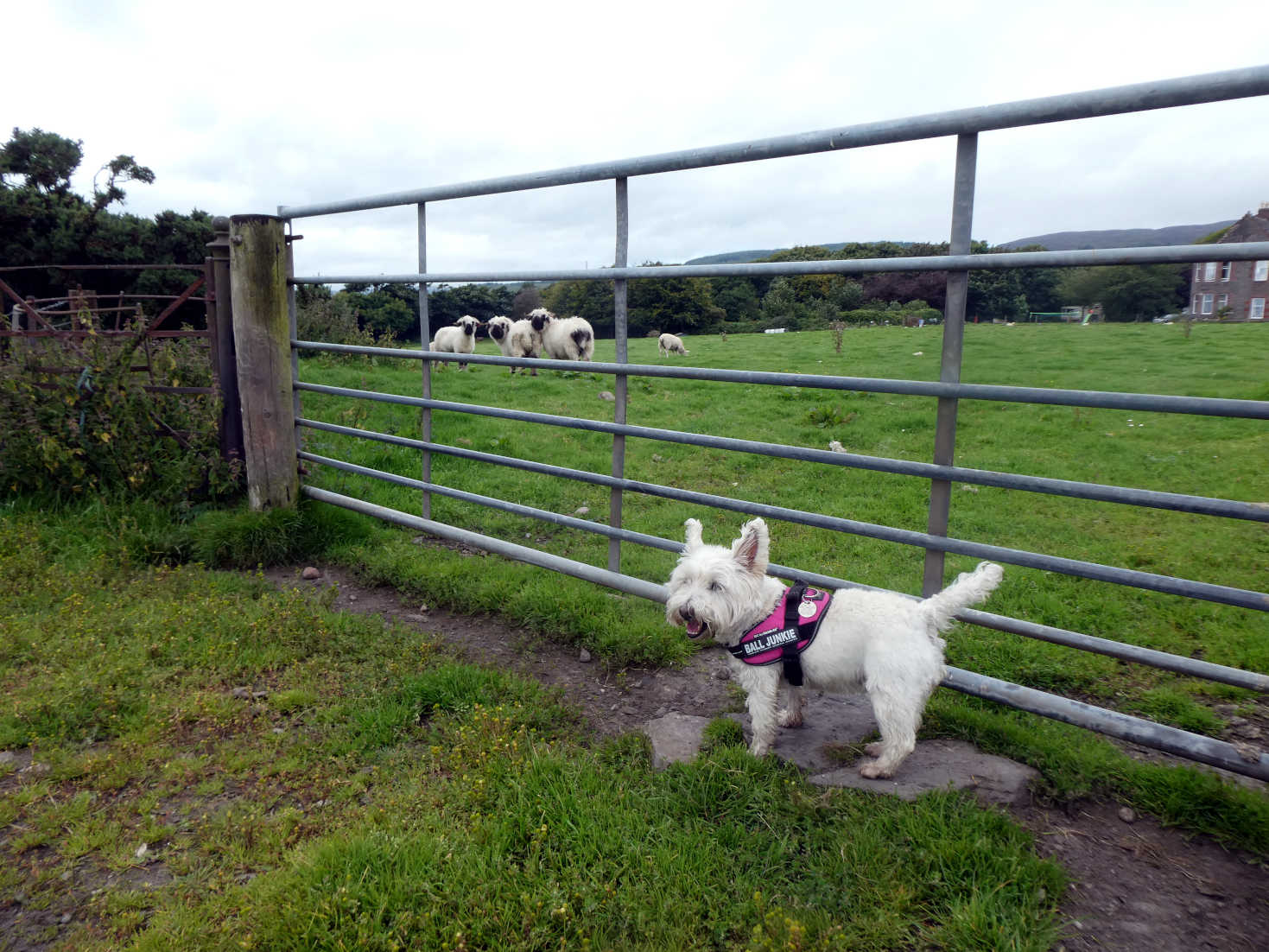 poppy the westie protects us from sheep at skipness