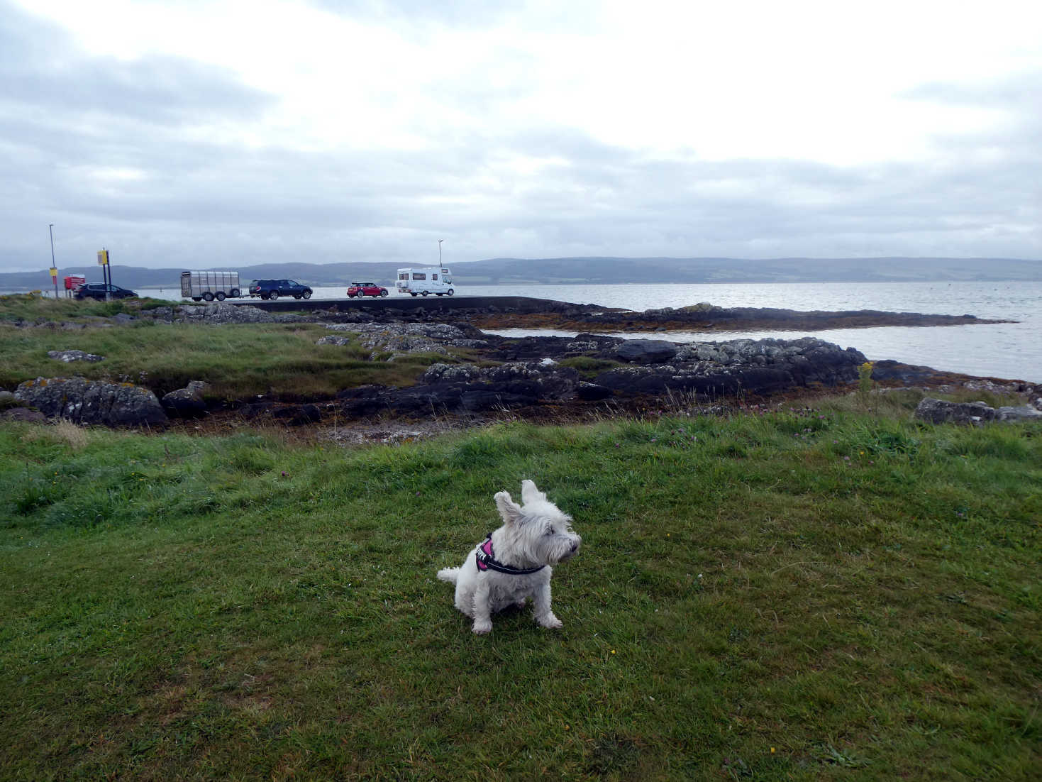 poppy the westie waiting for ferry to kintyre