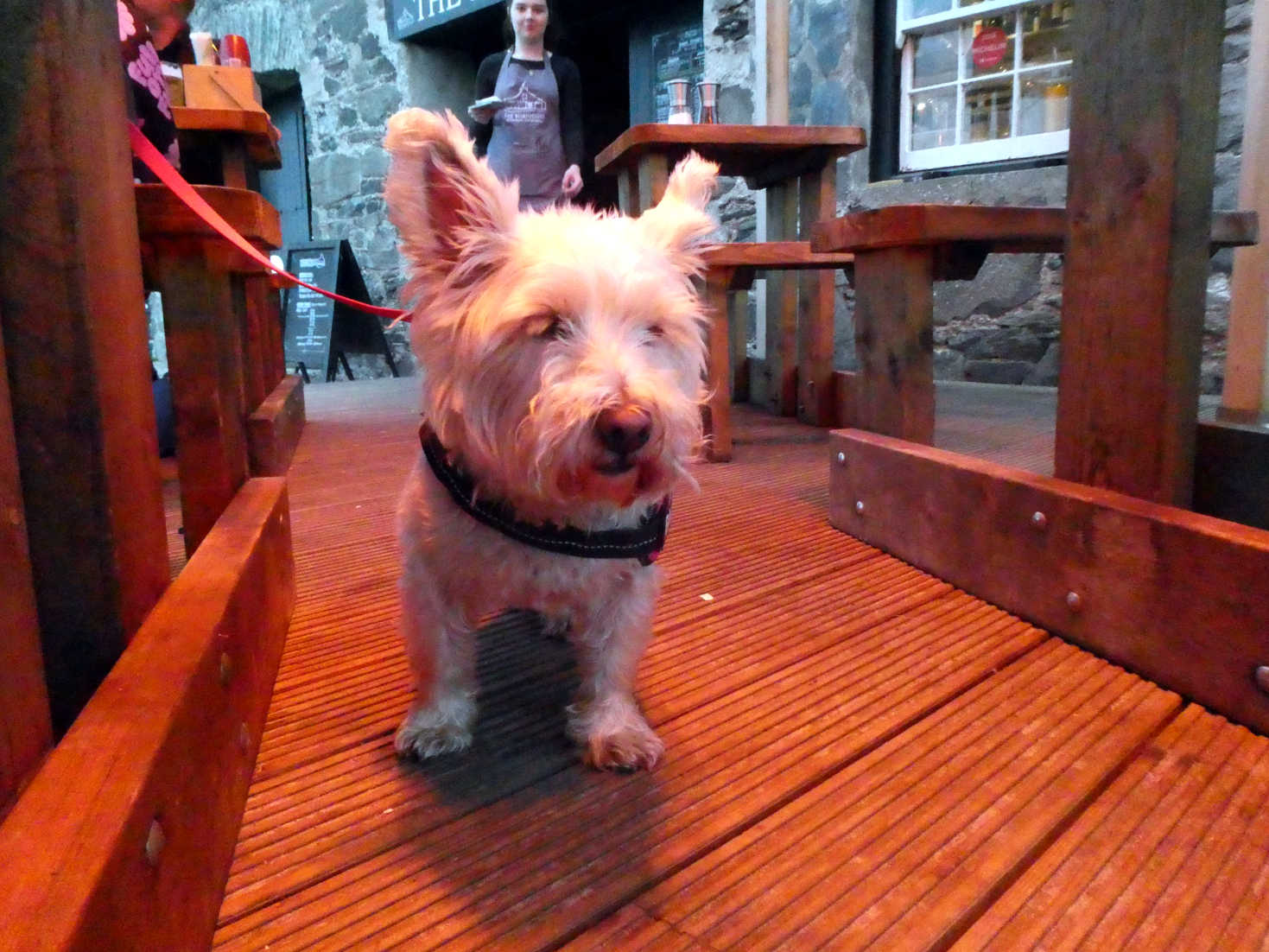 poppy the westie waits for dinner in the boat house