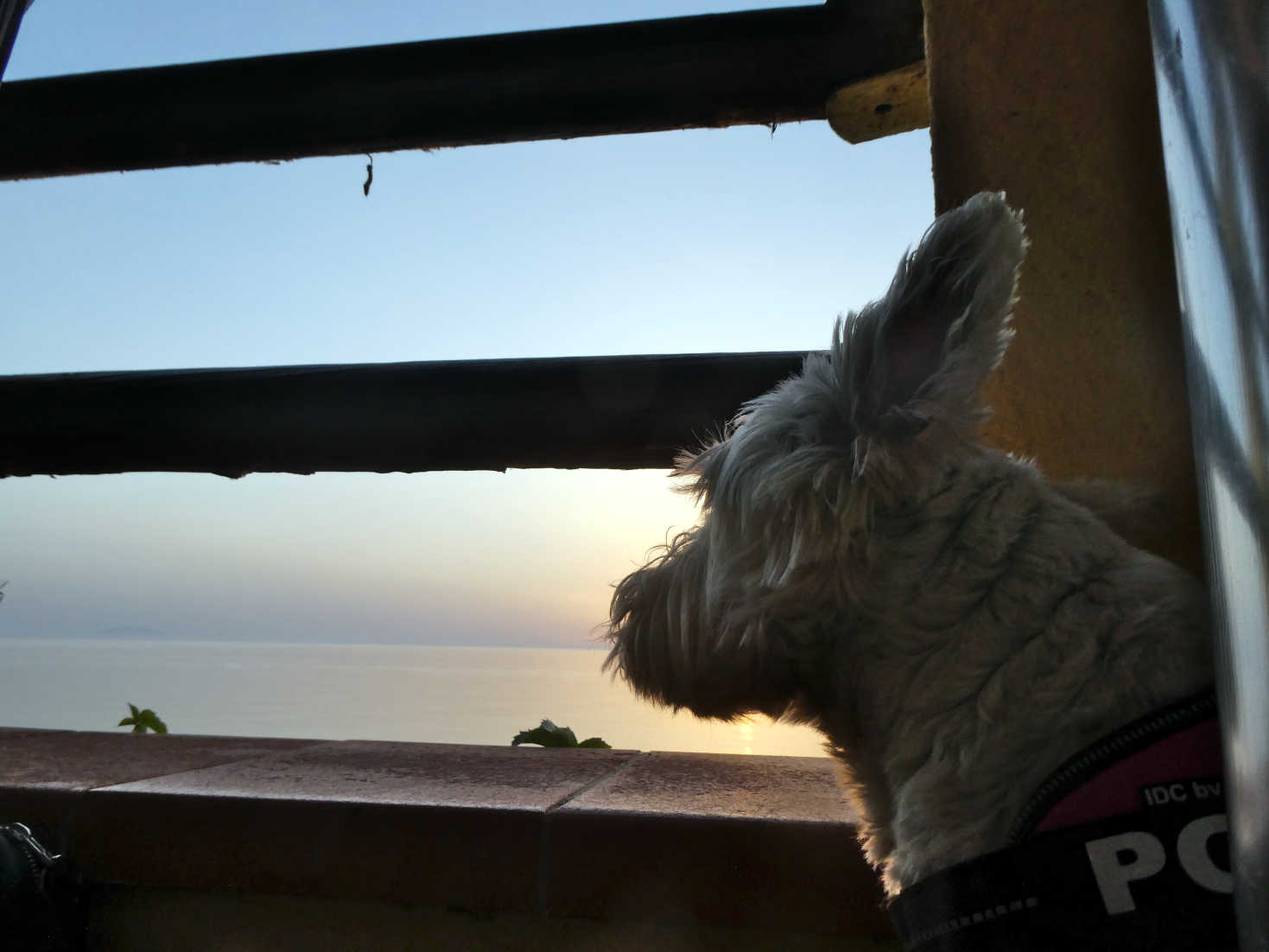 poppy watches the sun go down at Campeggio Baia del Sole