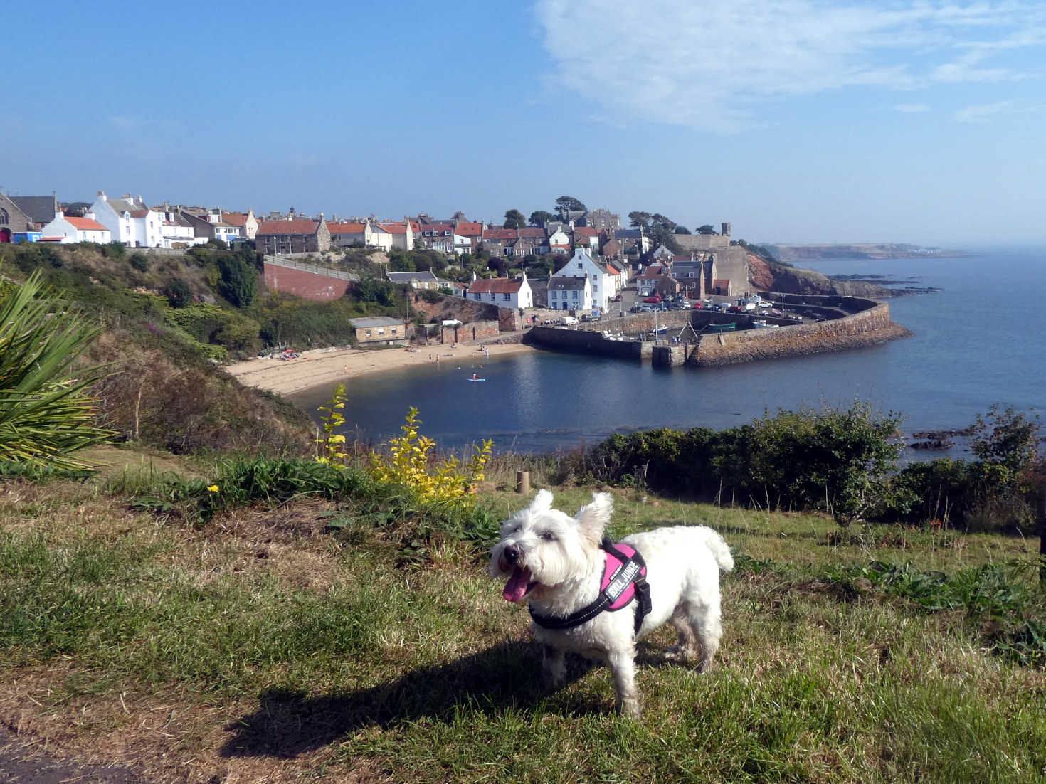 poppy the westie above crail harbour