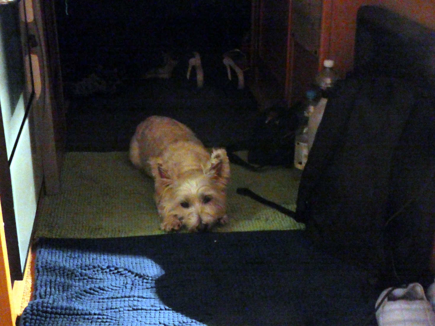 poppy the westie after nighttime rabbit chase