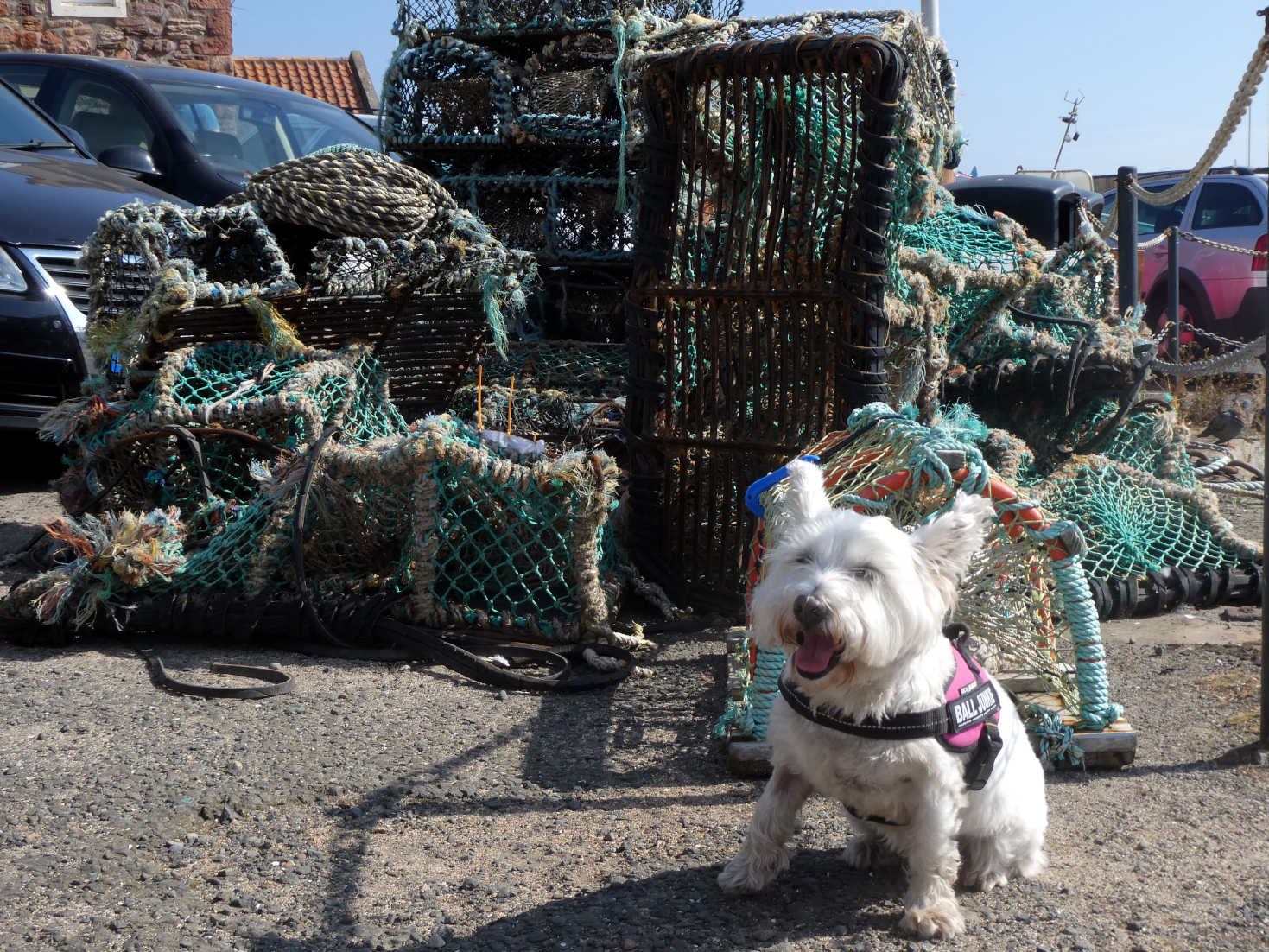 poppy the westie and lobster pots at crail