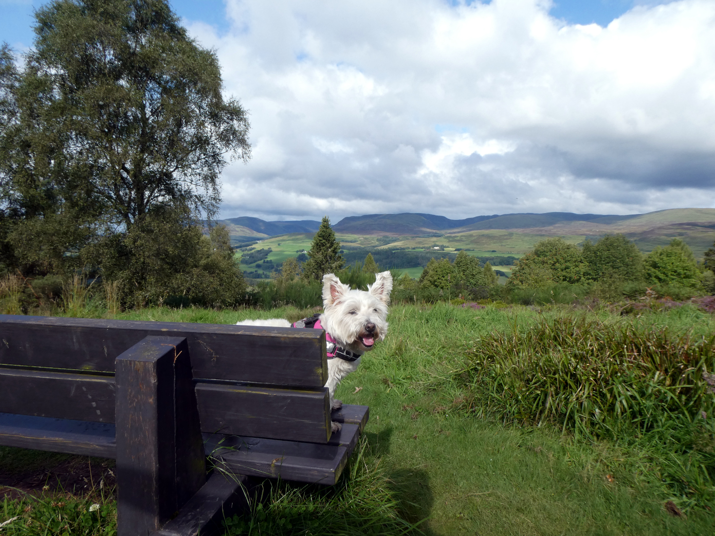 poppy the westie and the view north of crieff