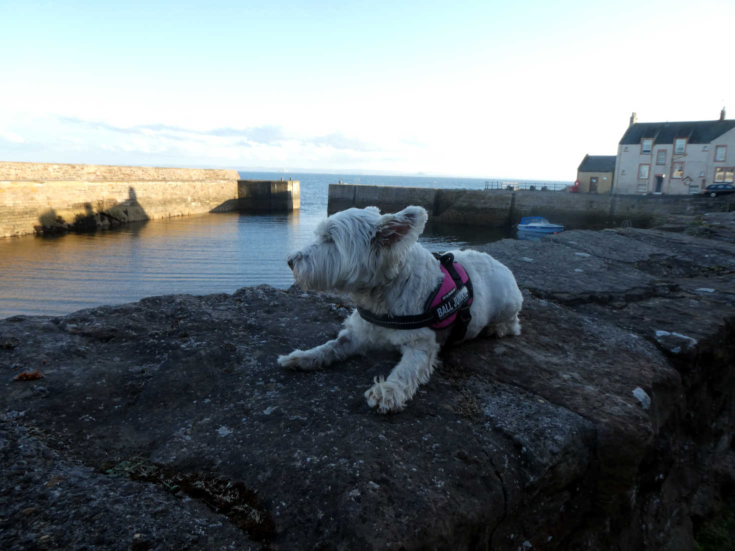 poppy the westie at cellardyke going to the haven