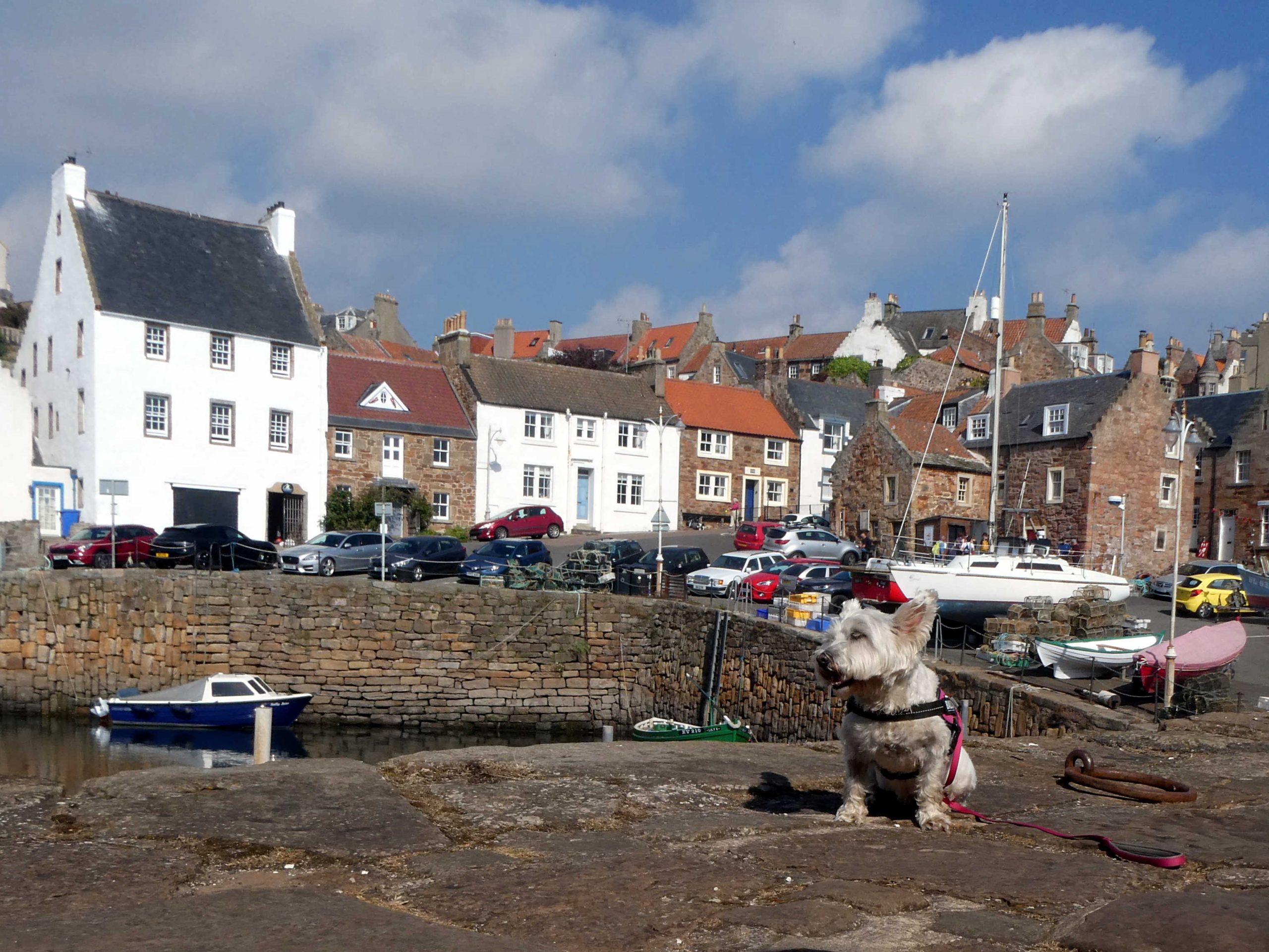 poppy the westie at crail harbour