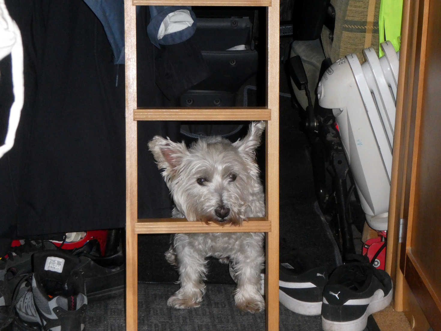 poppy the westie hides from big bangs in crieff