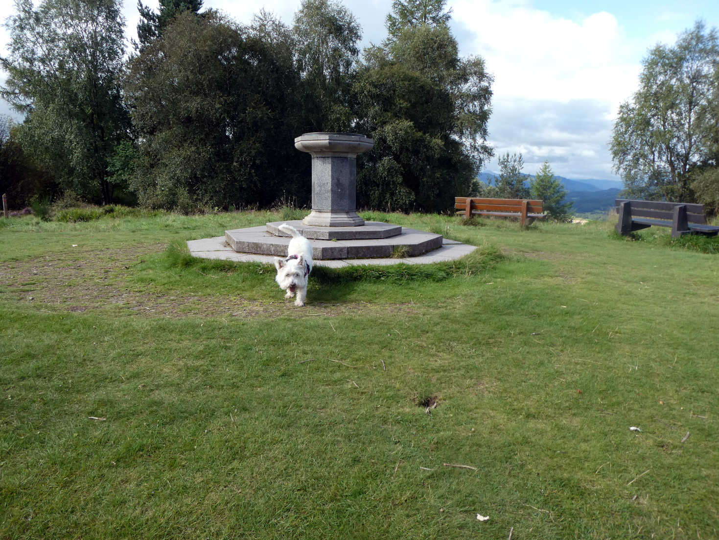 poppy the westie ontop of the knock of crieff
