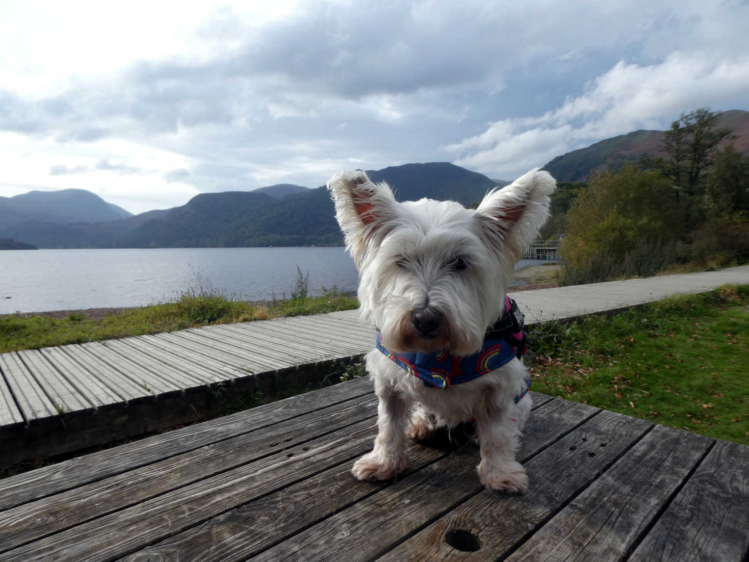 poppy the westie after picnik at aria force pier