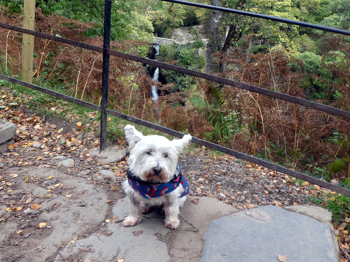 poppy the westie at Aria Force